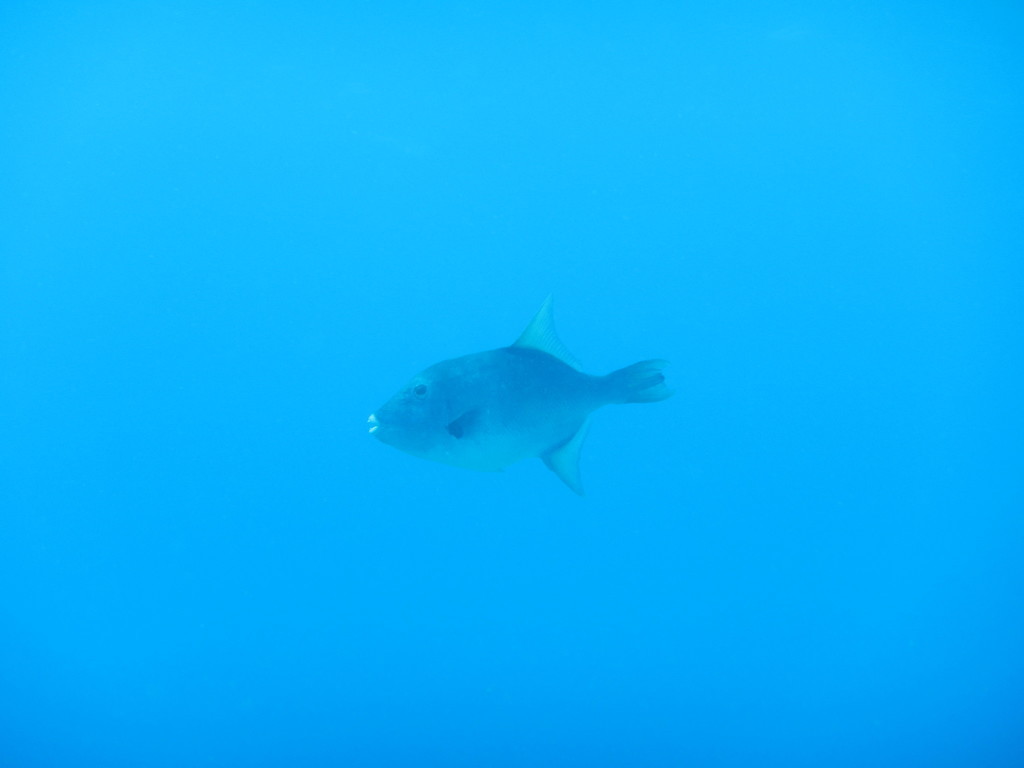 Filefish (Canthidermis sufflamen) — Balistidae