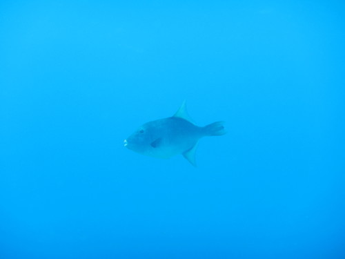 Filefish (Canthidermis sufflamen) — Balistidae