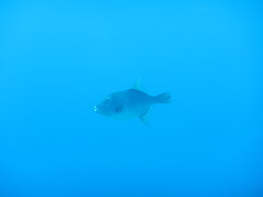 Canthidermis maculata