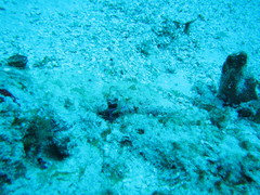 Ancylomenes pedersoni