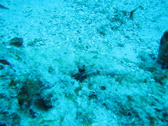 Ancylomenes pedersoni