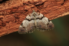Anticlea derivata