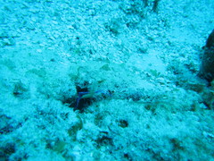 Ancylomenes pedersoni