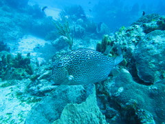 Acanthostracion polygonium