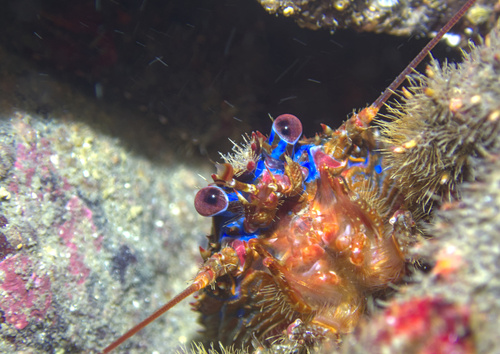 Photo of Spiny squat lobster (Galathea strigosa)