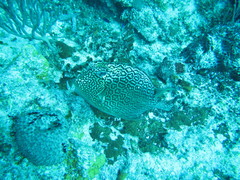 Acanthostracion polygonium