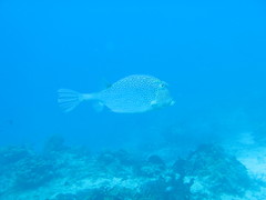 Acanthostracion polygonium