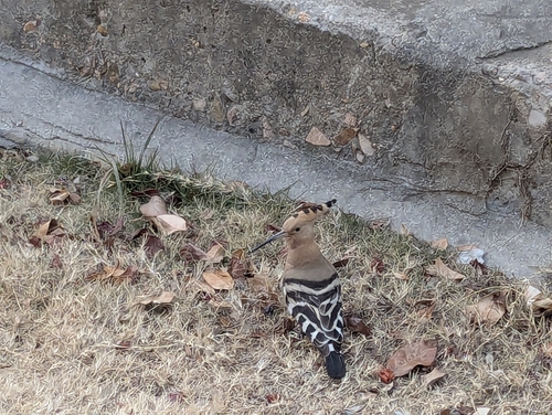 Common Hoopoe