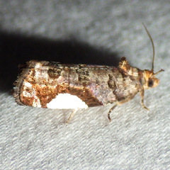 Hedya chionosema