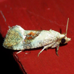 Cochylis