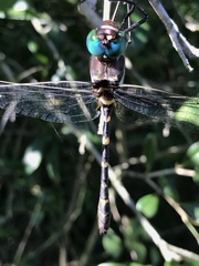 Macromia