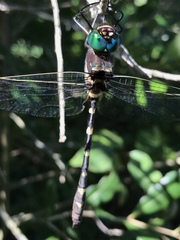 Macromia