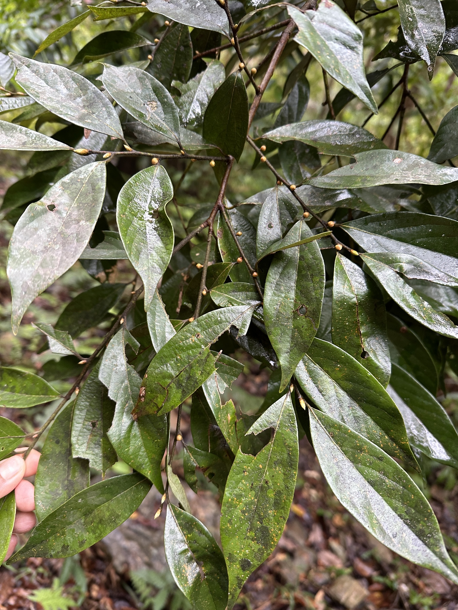 Imagem de Canela-de-veado