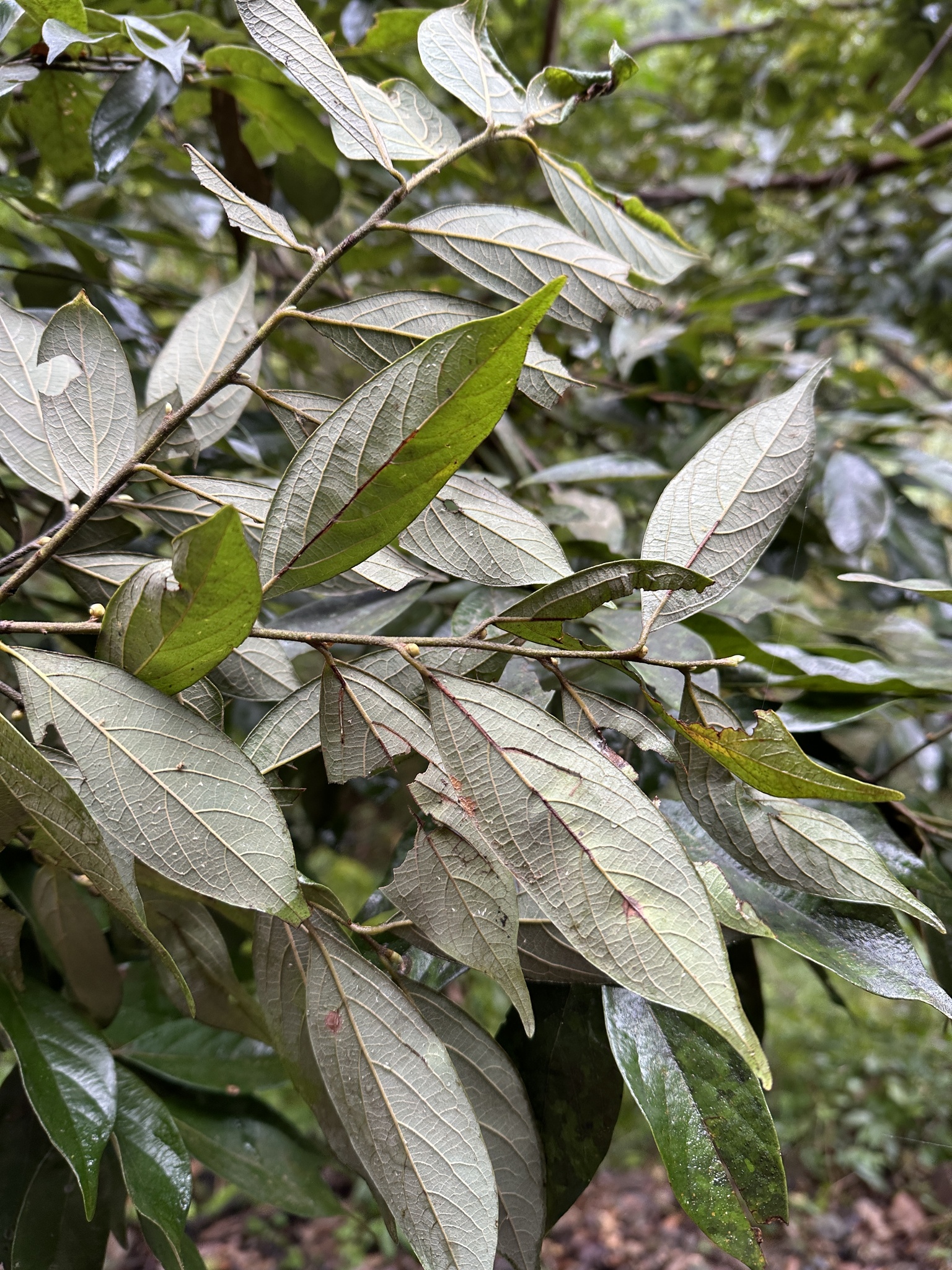Imagem de Canela-de-veado
