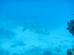 Lutjanus cyanopterus