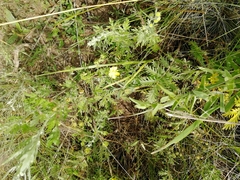 Potentilla conferta