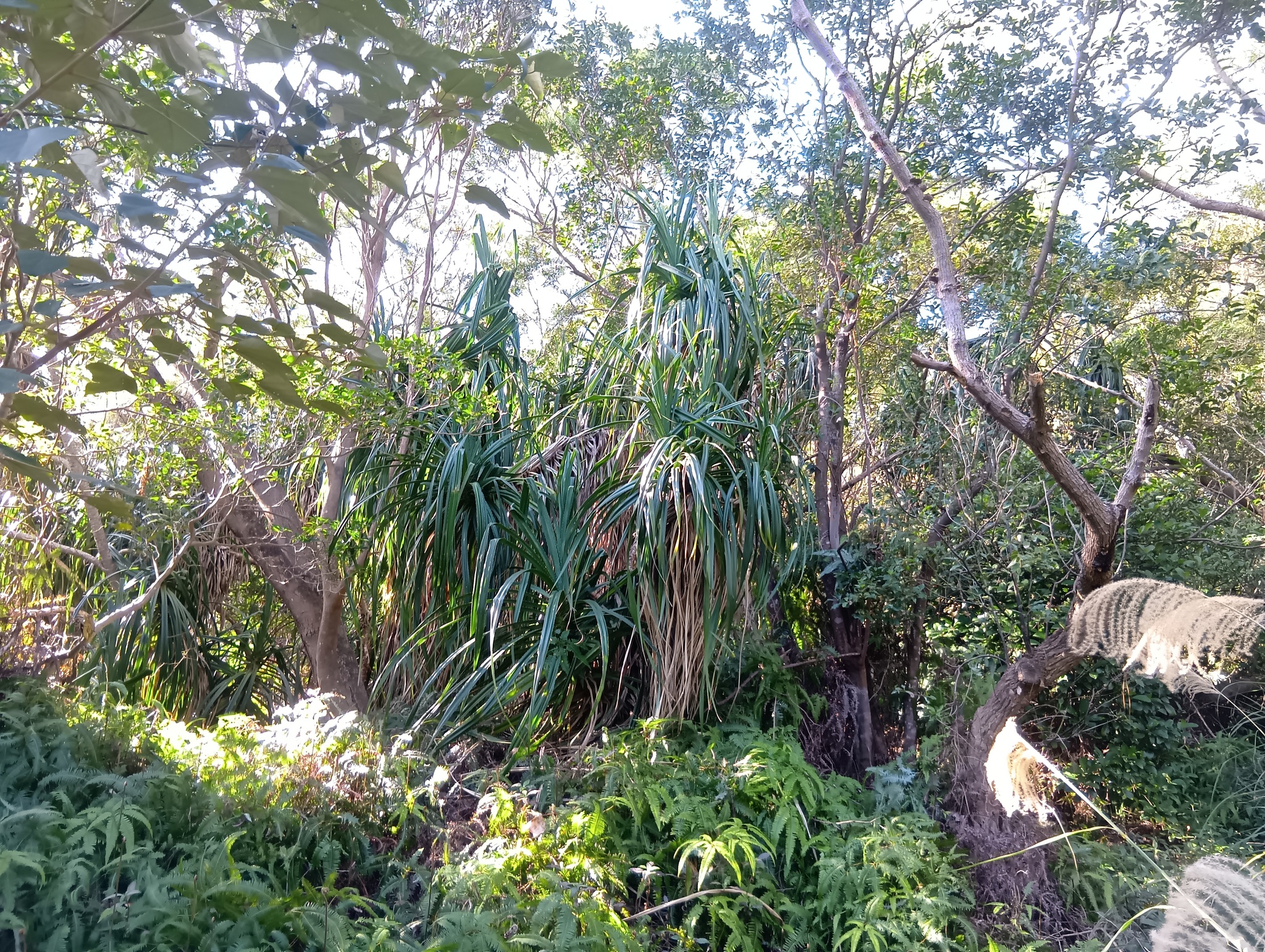 Imagem de Pandanus