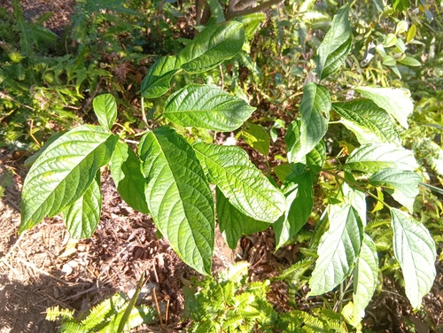 Foto de Marupazinho