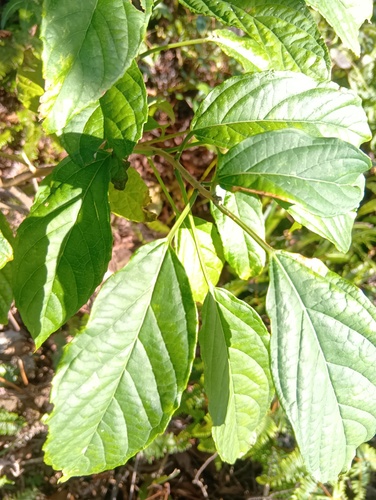 Foto de Marupazinho