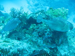 Acanthostracion polygonium