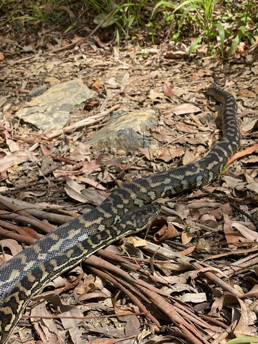 Coastal Carpet Python sighting