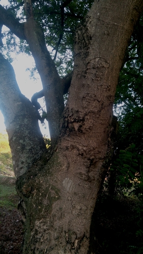 Lonchocarpus sericeus, photograph 5