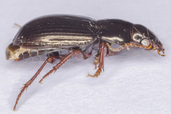 Amara glabrata