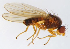 Scaptomyza graminum