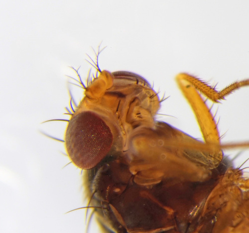 Scaptomyza graminum