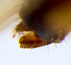 Scaptomyza graminum