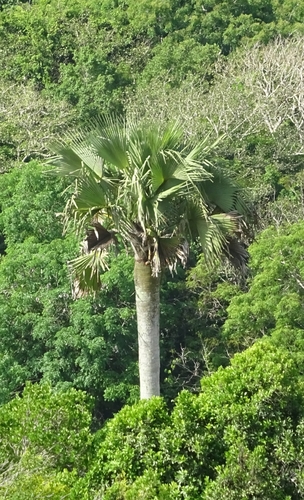 Buriti