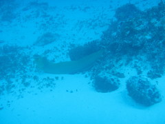 Gymnothorax funebris