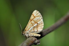 Bupalus piniaria