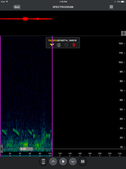Tadarida brasiliensis