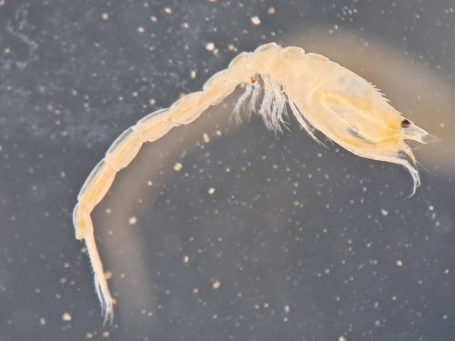 Representative image of Iphinoe serrata