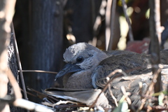 Spotted Dove photo 6