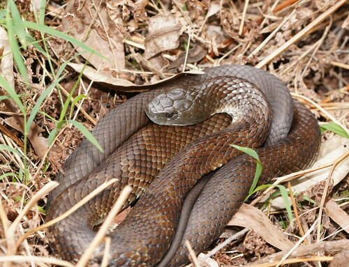 Tiger Snake sighting