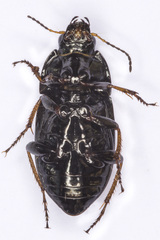 Amara familiaris