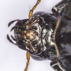 Amara familiaris
