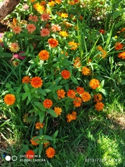 Zinnia elegans