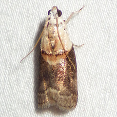 Acrobasis palliolella