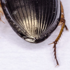 Amara familiaris