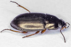 Amara familiaris