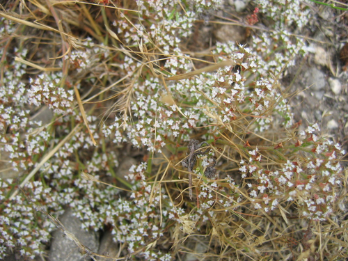 Chorizanthe parryi var. parryi