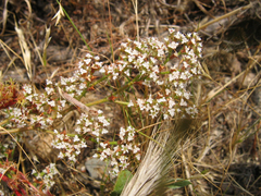 Chorizanthe parryi parryi