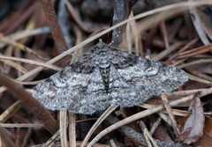 Cleora cinctaria
