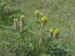 Astragalus alopecurus