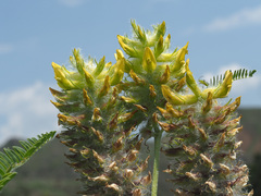 Astragalus alopecurus