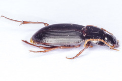 Platyderus gallaecus