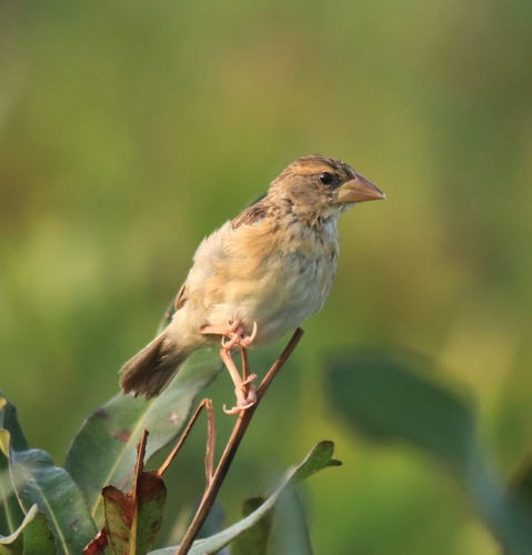 Baya Weaver (Ploceus philippinus), photo 9